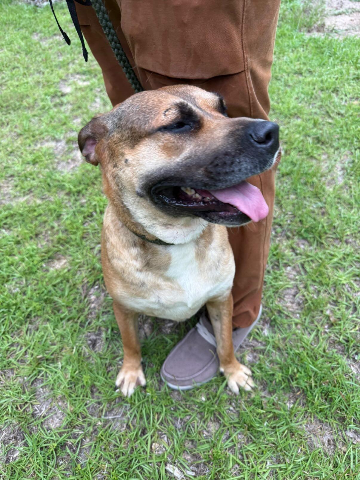 Enlarge LUCY -SPONSORED ADOPTION FEE, a Adoptable mixed breed in Fosters, AL image 5/5