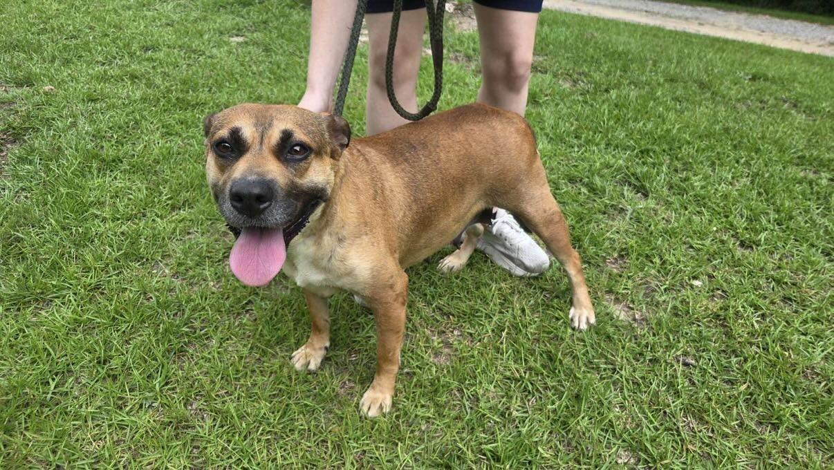 LUCY -SPONSORED ADOPTION FEE, Adoptable, Young Female Black Mouth Cur.