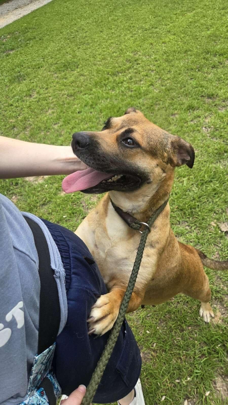 Enlarge LUCY -SPONSORED ADOPTION FEE, a Adoptable mixed breed in Fosters, AL image 3/5