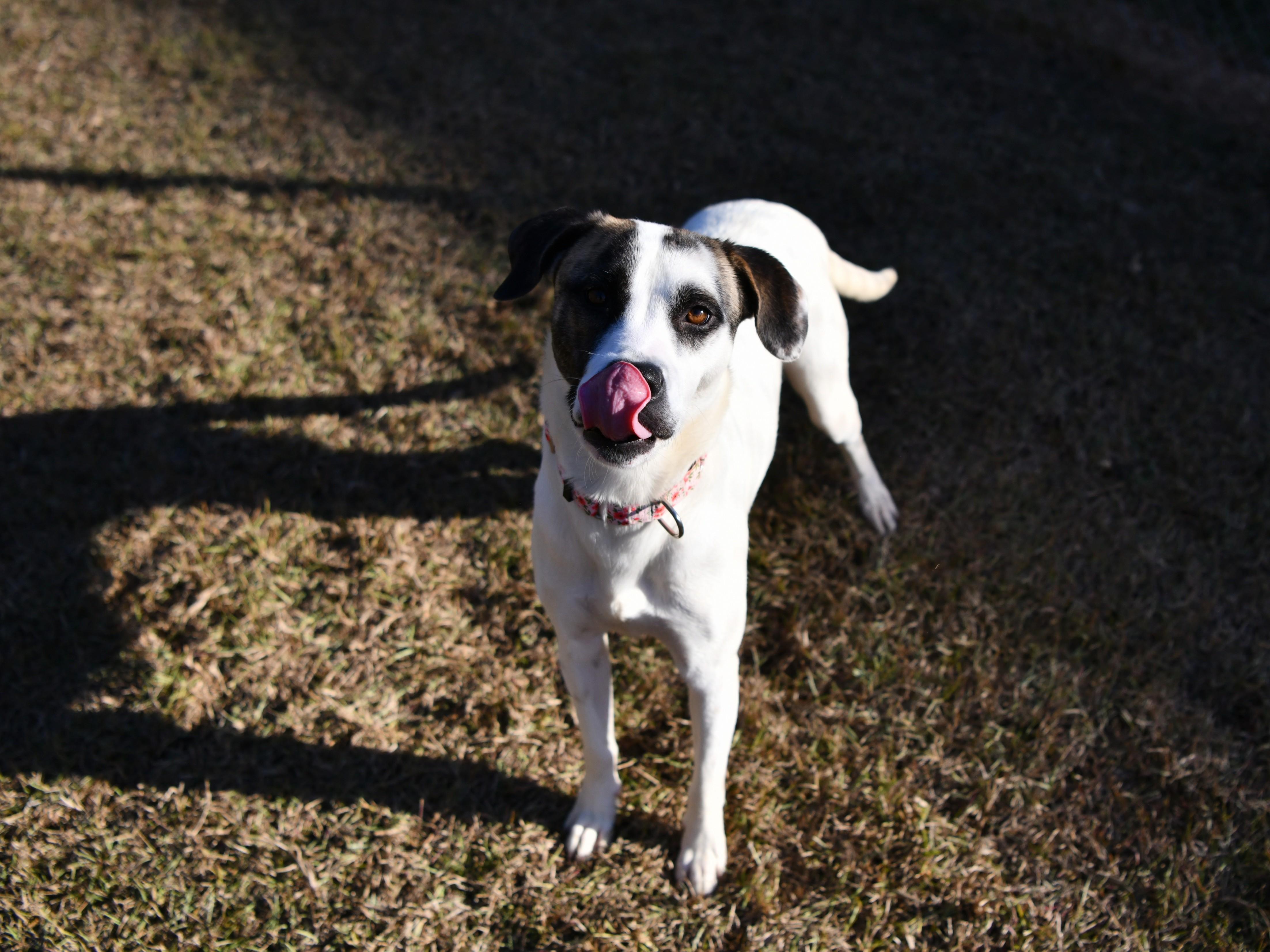 Rosalynn, ADOPTABLE, Adult Female Hound.