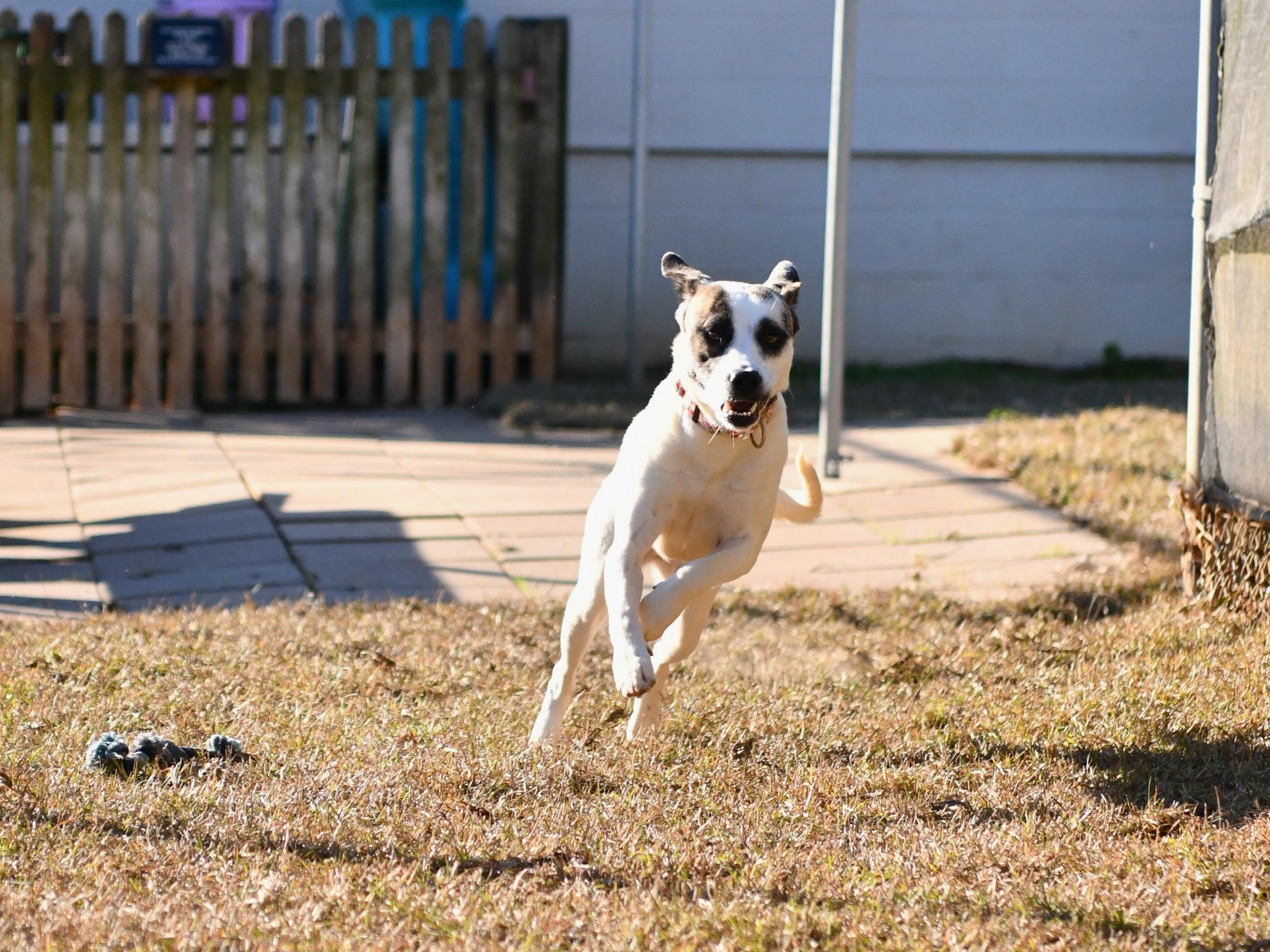 Enlarge Rosalynn, a ADOPTABLE Hound in Fairhope, AL image 2/3