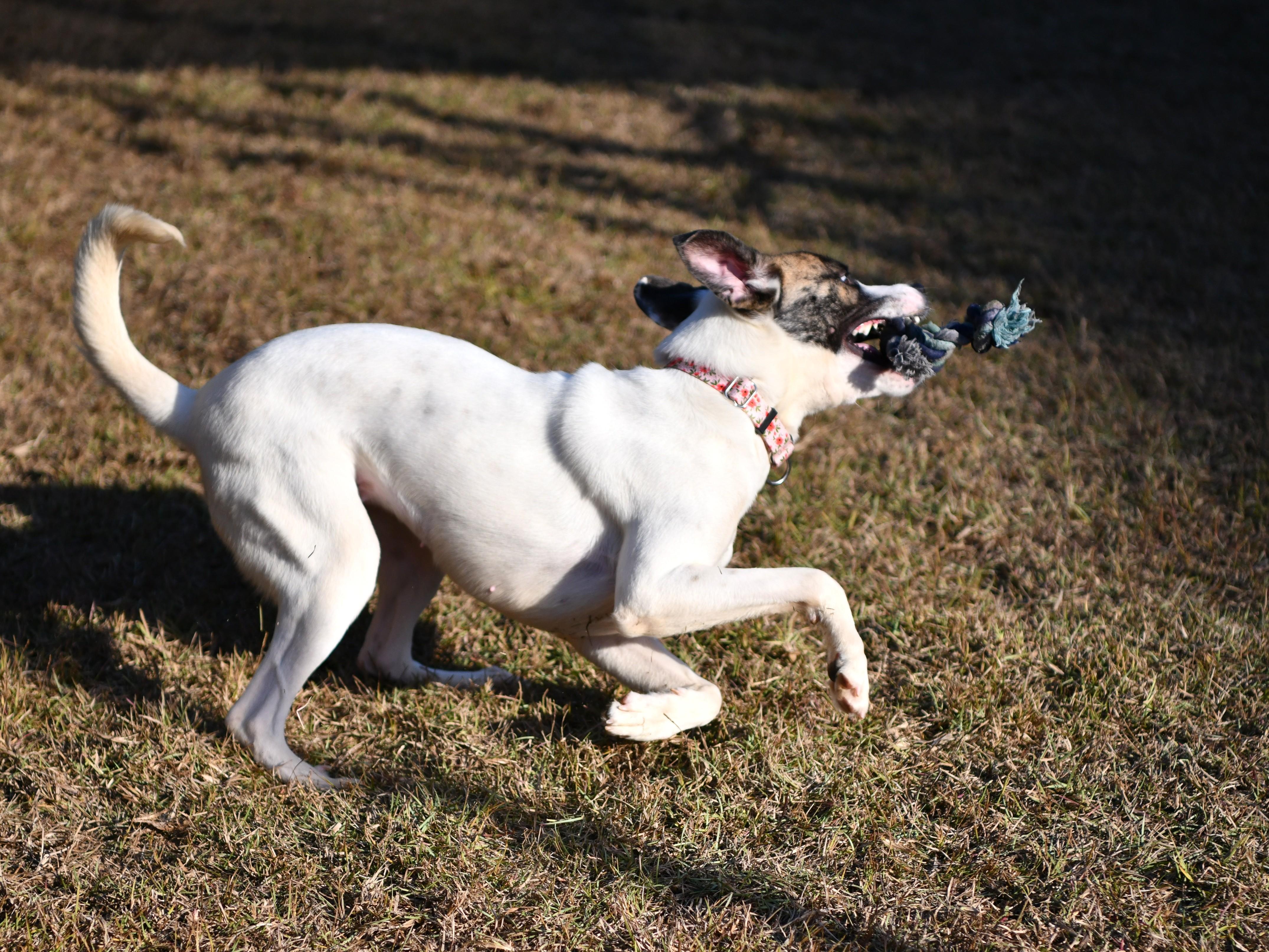 Rosalynn, ADOPTABLE, Adult Female Hound.