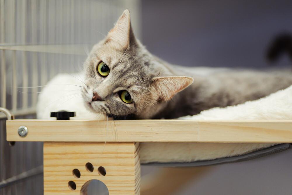 Spunky, Adoptable, Young Female Domestic Short Hair.
