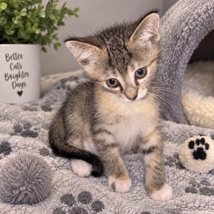 Enlarge Piper, a Adoptable mixed breed in Andover, MN image 2/2