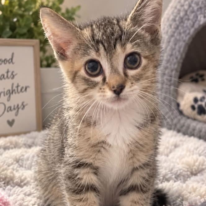 Piper, Adoptable, Kitten Female Torbie & Domestic Short Hair.