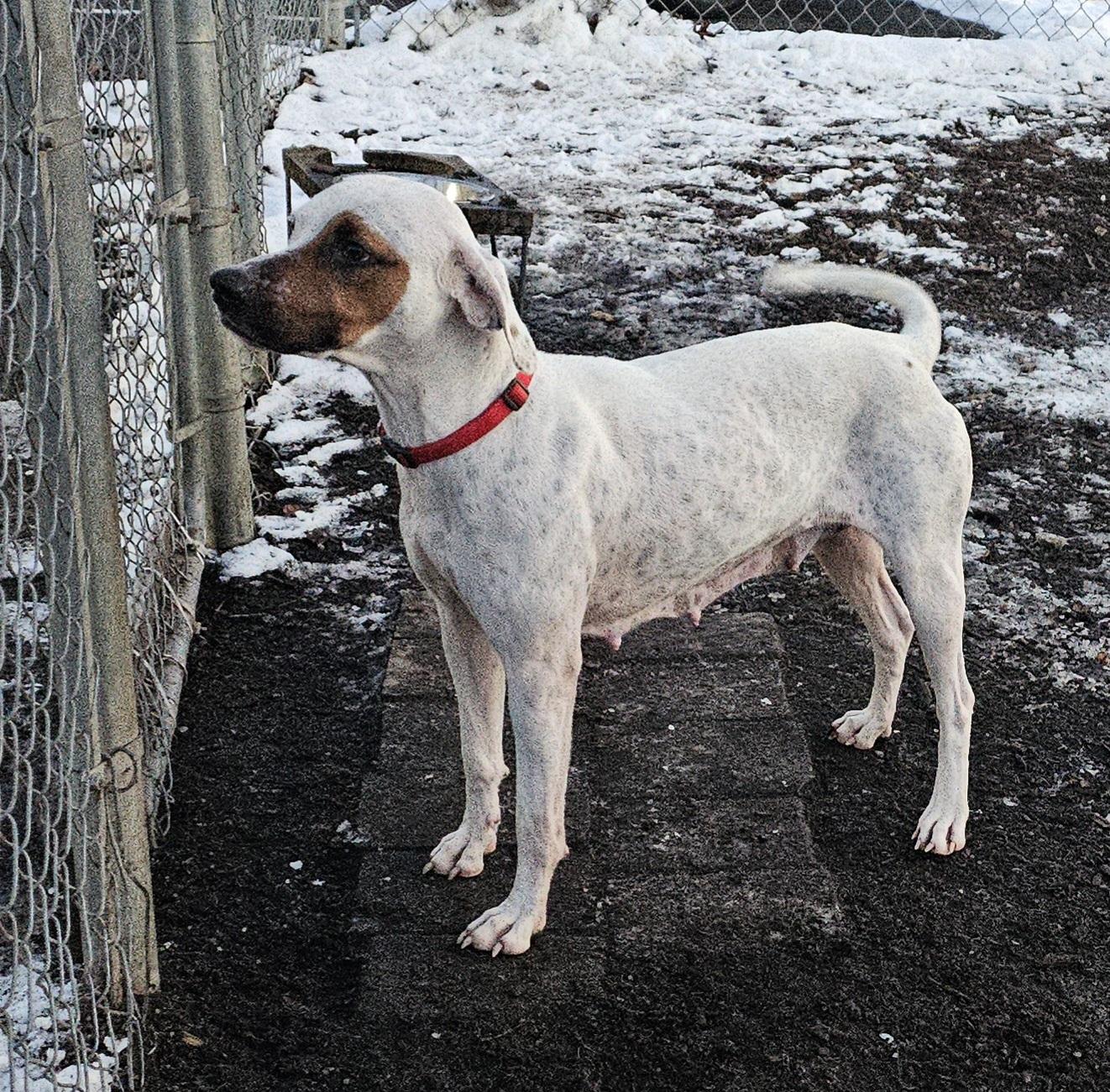 Enlarge Harlequin , a ADOPTABLE Hound in Ringwood, NJ image 5/6