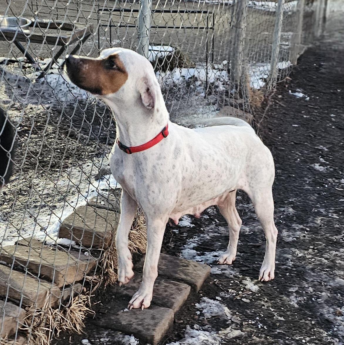 Enlarge Harlequin , a ADOPTABLE Hound in Ringwood, NJ image 4/6