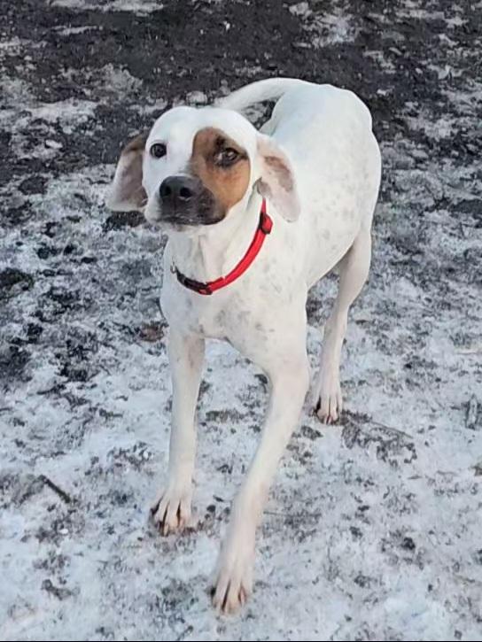 Enlarge Harlequin , a ADOPTABLE Hound in Ringwood, NJ image 3/6