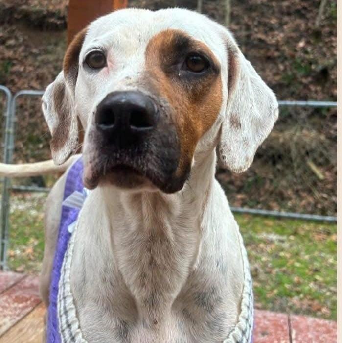 Enlarge Harlequin , a ADOPTABLE Hound in Ringwood, NJ image 2/6