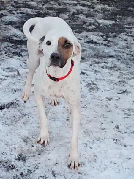 Enlarge Harlequin , a ADOPTABLE Hound in Ringwood, NJ image 6/6