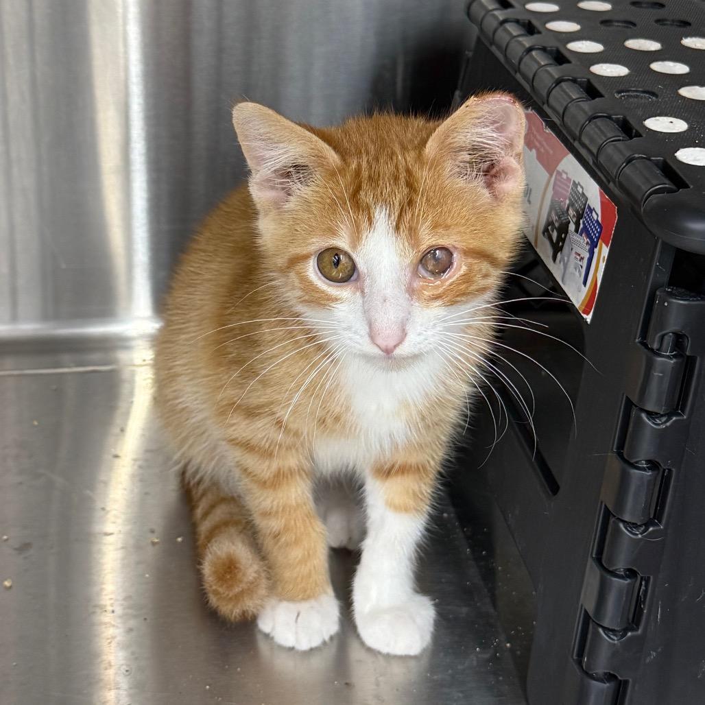 Fanta, a Adoptable Domestic Short Hair in Richmond, MO image 2/2