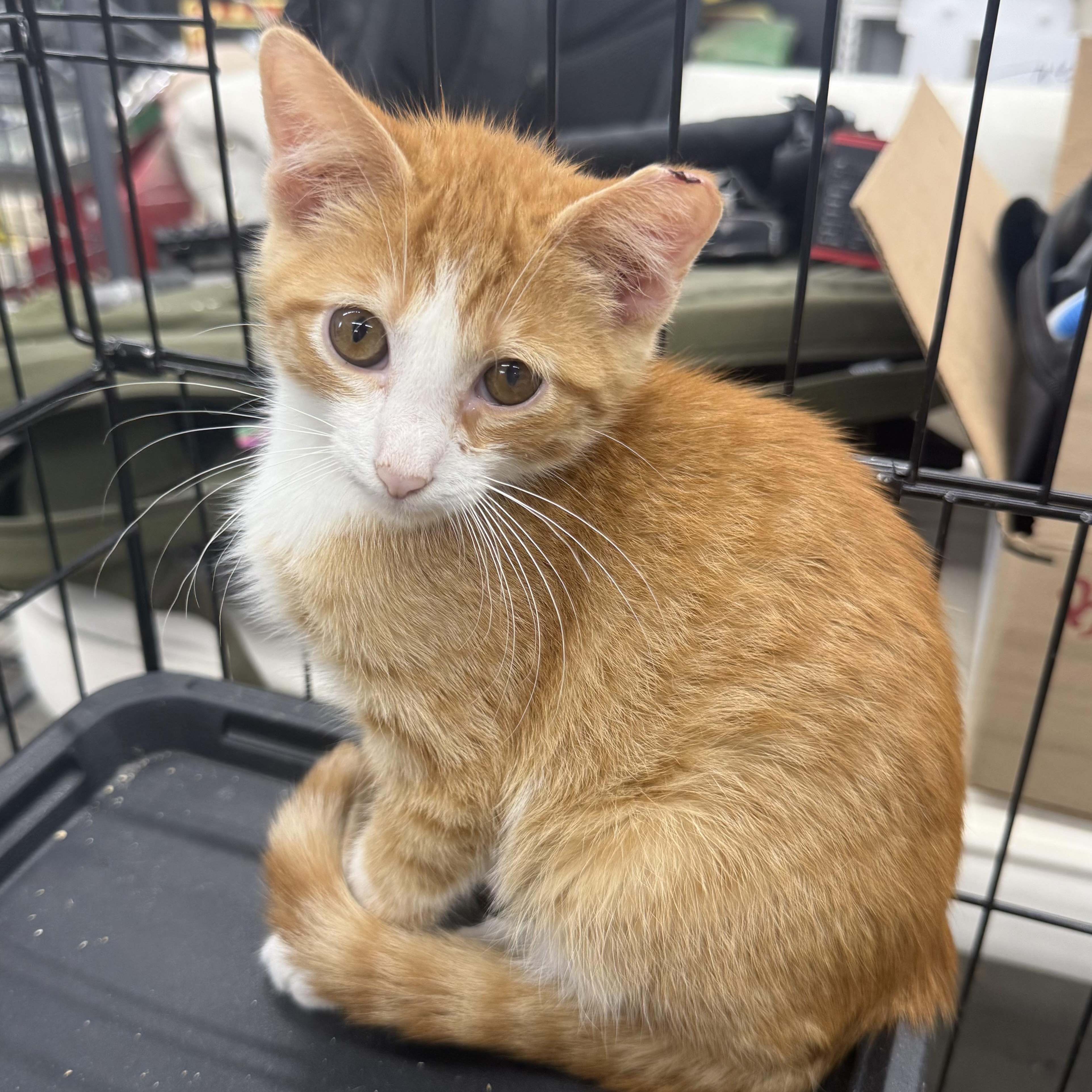 Fanta, Adoptable, Kitten Male Domestic Short Hair.