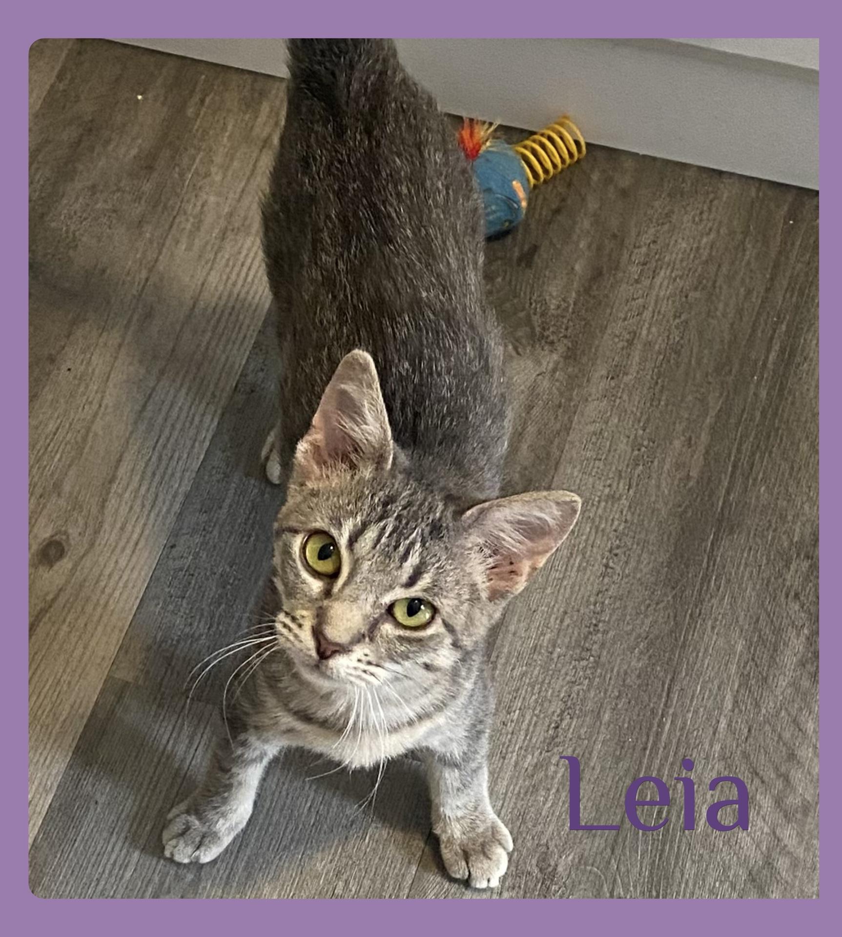 Enlarge LEIA, a ADOPTABLE Tabby in Lawton, OK image 1/1