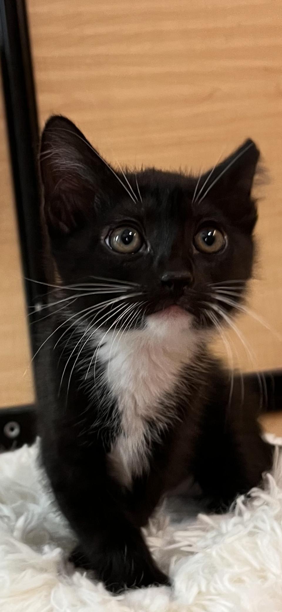 Enlarge Markie, a Adoptable Domestic Short Hair in Scottsdale, AZ image 1/1