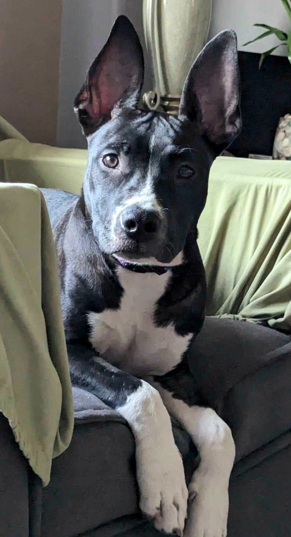 Enlarge Daisy Mae, a Adoptable mixed breed in Boiling Springs, PA image 1/5