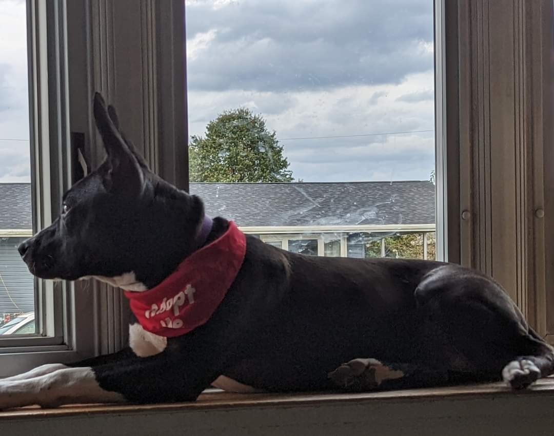 Enlarge Daisy Mae, a Adoptable mixed breed in Boiling Springs, PA image 2/5