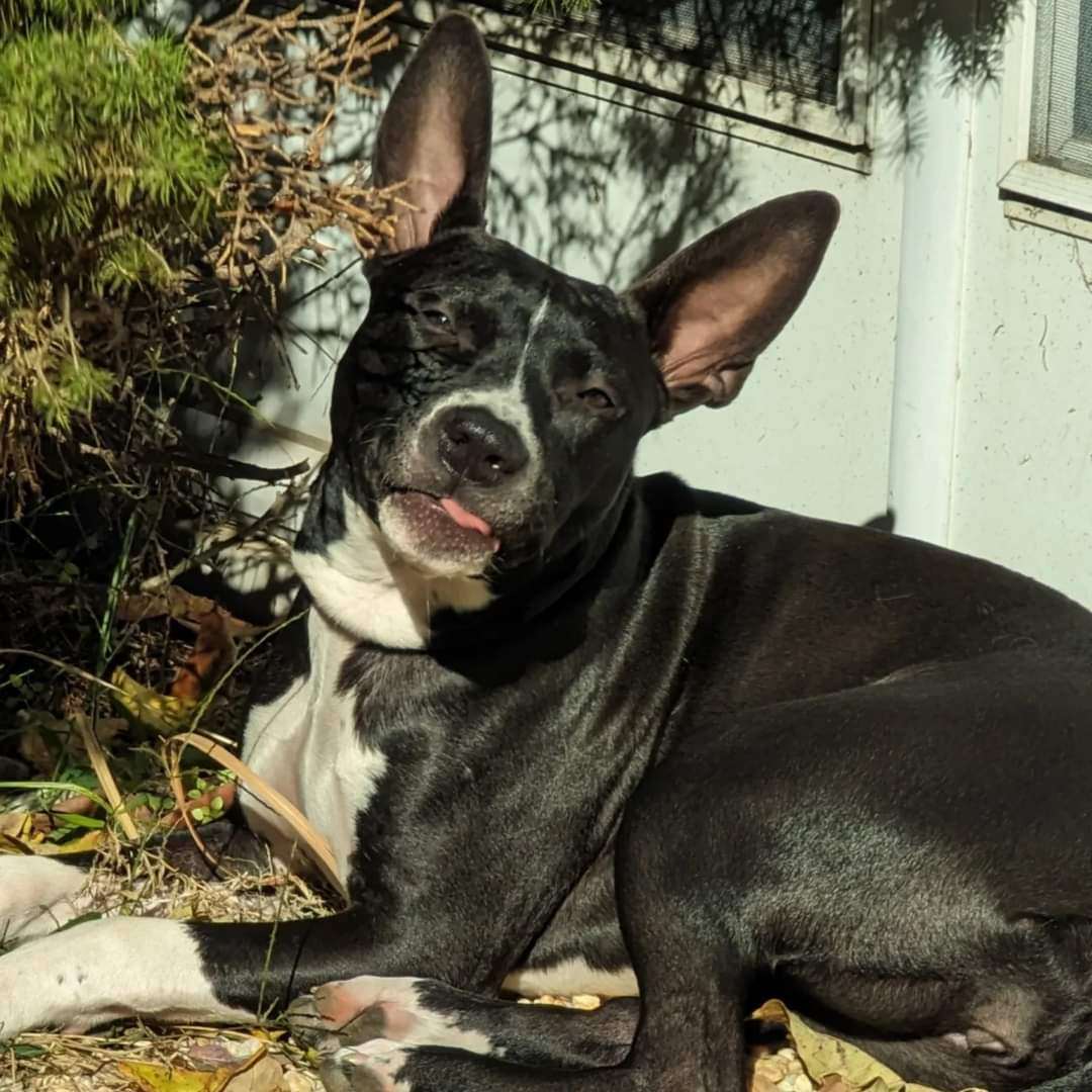 Enlarge Daisy Mae, a Adoptable mixed breed in Boiling Springs, PA image 3/5