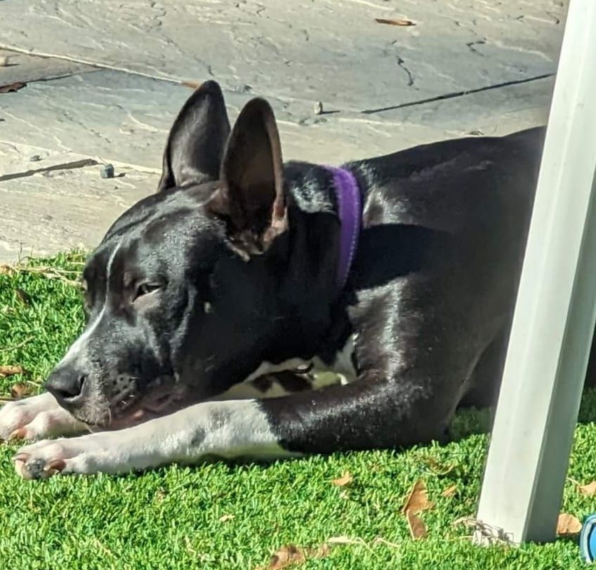 Enlarge Daisy Mae, a Adoptable mixed breed in Boiling Springs, PA image 4/5