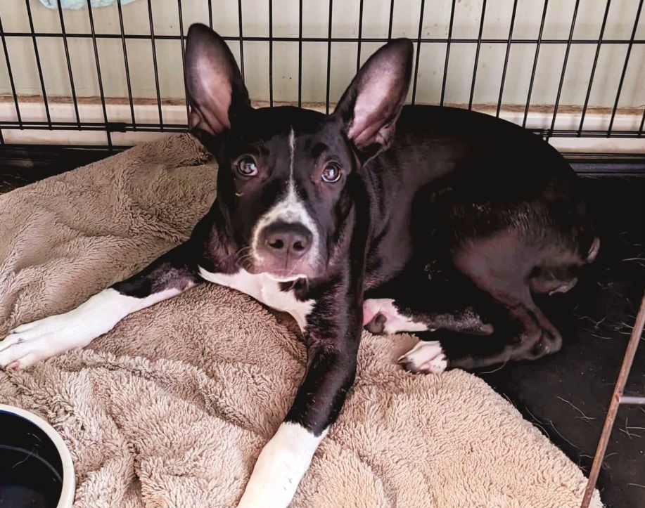 Enlarge Daisy Mae, a Adoptable mixed breed in Boiling Springs, PA image 5/5