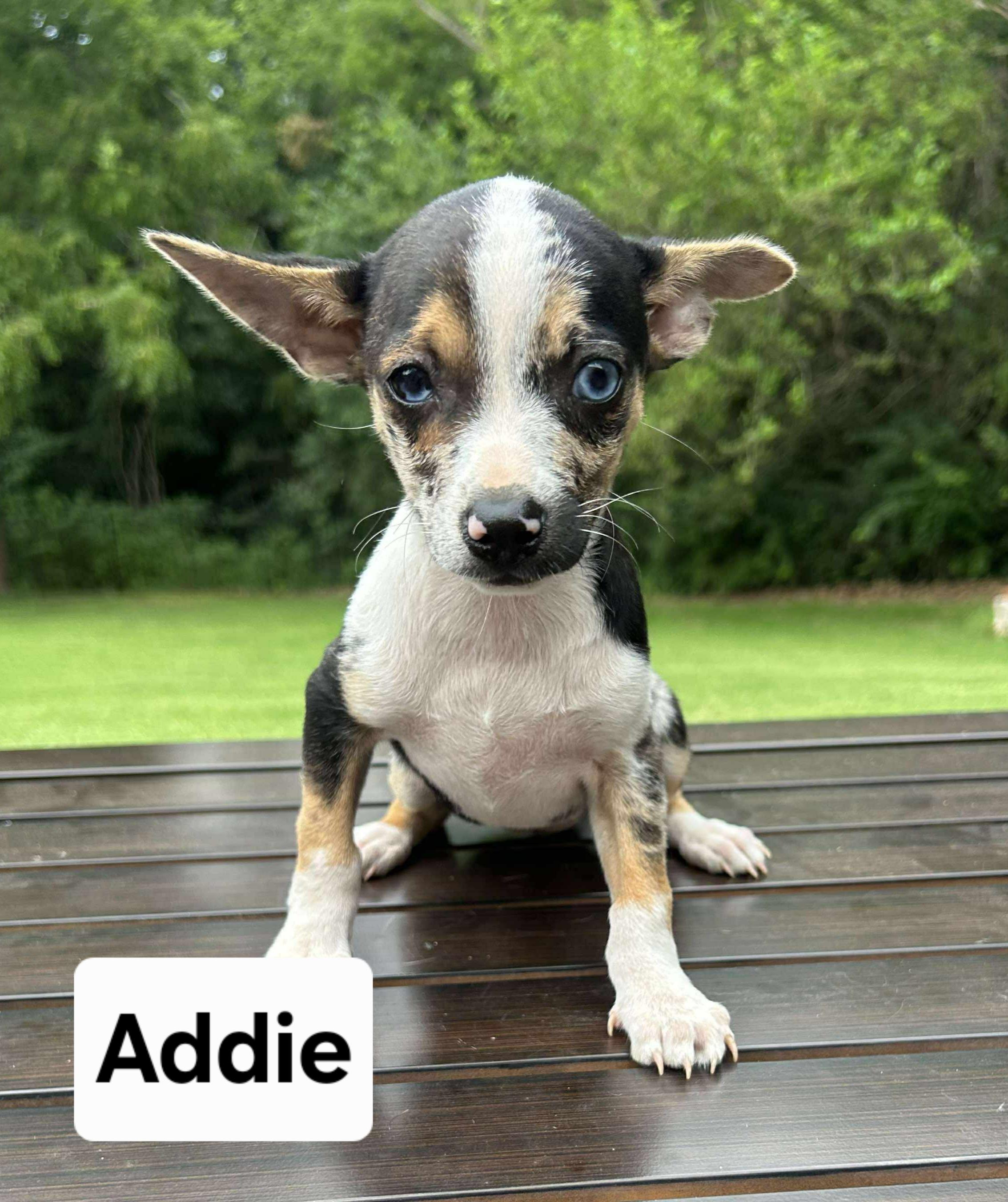 Addie    thumbnail 2