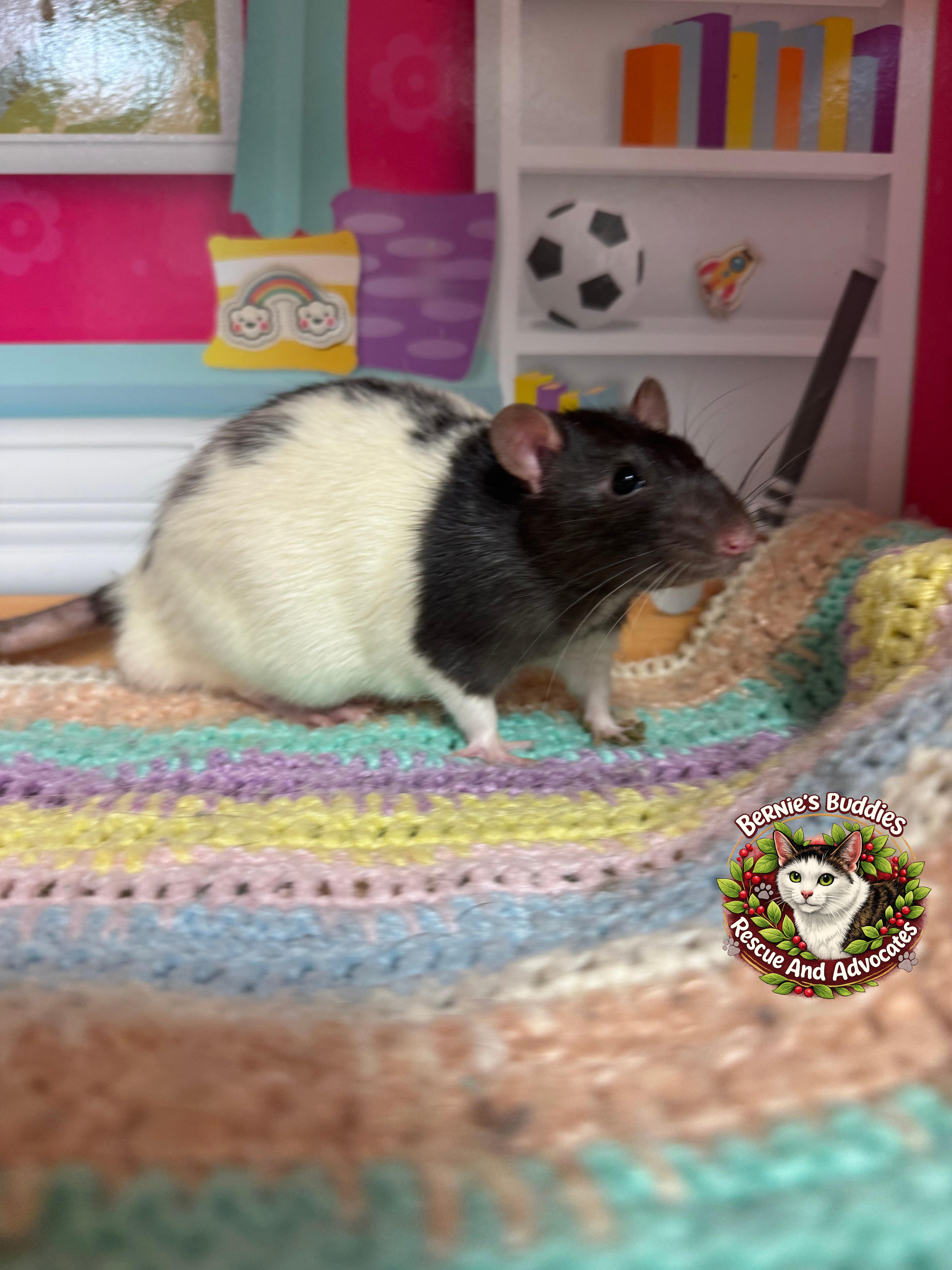 Alpo, Adoptable, Young Male Rat.