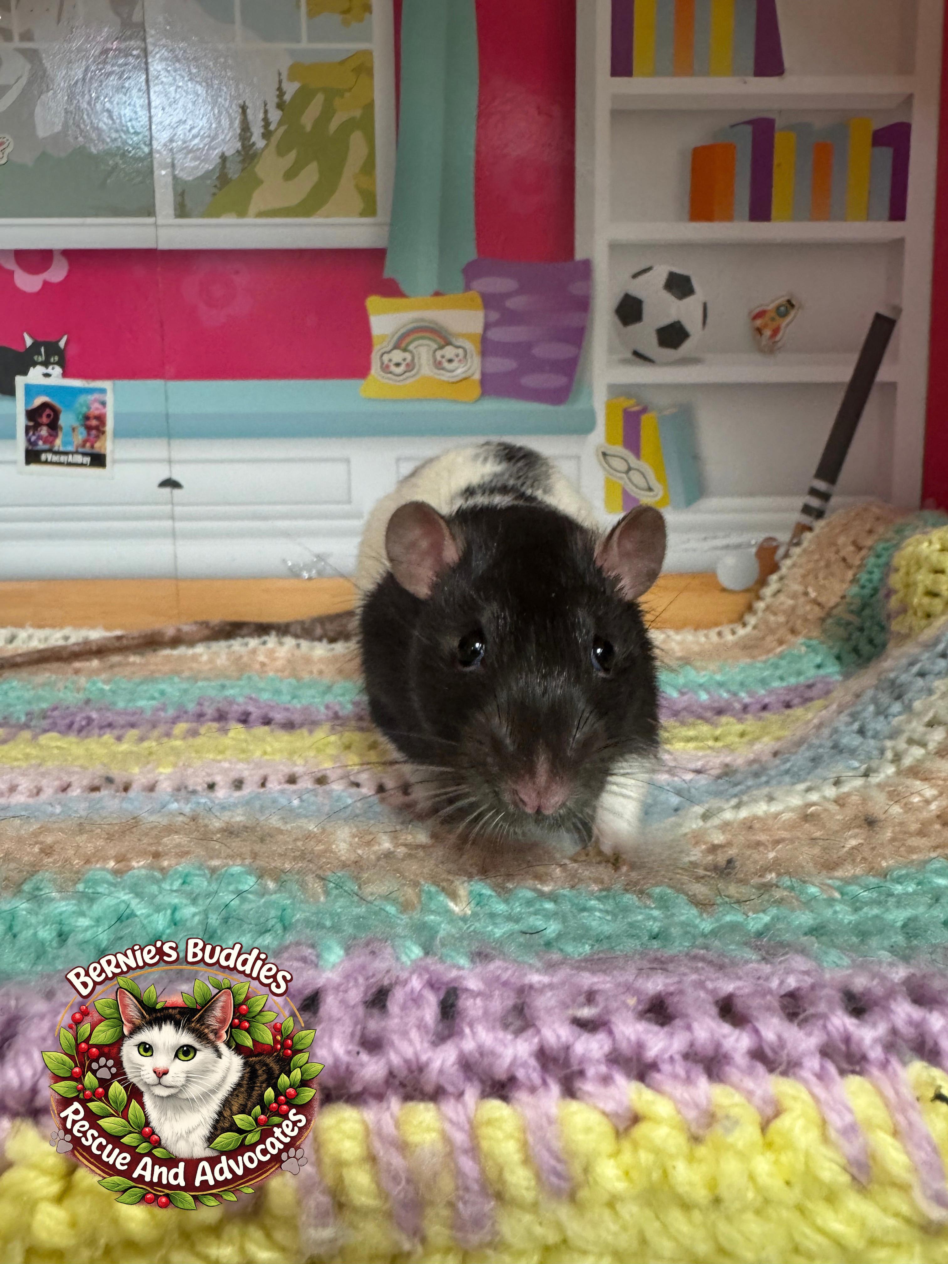 Enlarge Alpo, a Adoptable Rat in Huntington, WV image 2/3
