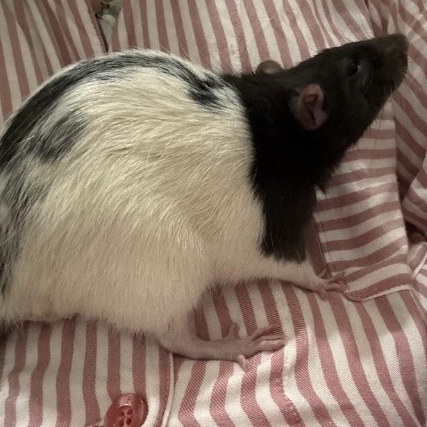Enlarge Alpo, a Adoptable Rat in Huntington, WV image 3/3