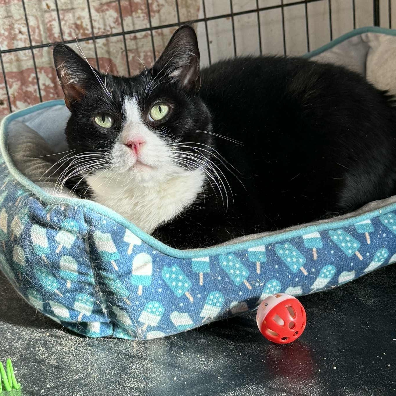 Penelope (extra large lap cat), ADOPTABLE, Adult Female Domestic Short Hair & Persian.