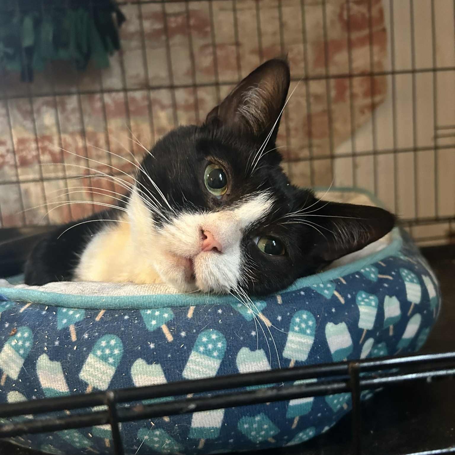 Penelope (extra large lap cat), a ADOPTABLE mixed breed in Huntington, NY image 2/2