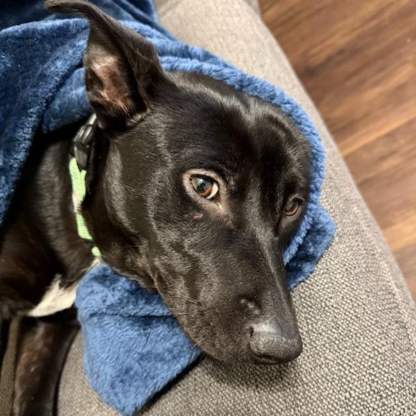 Enlarge Ally, a Adoptable Mixed Breed in Bentonville, AR image 2/6