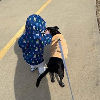 Enlarge Ally, a Adoptable Mixed Breed in Bentonville, AR image 5/6