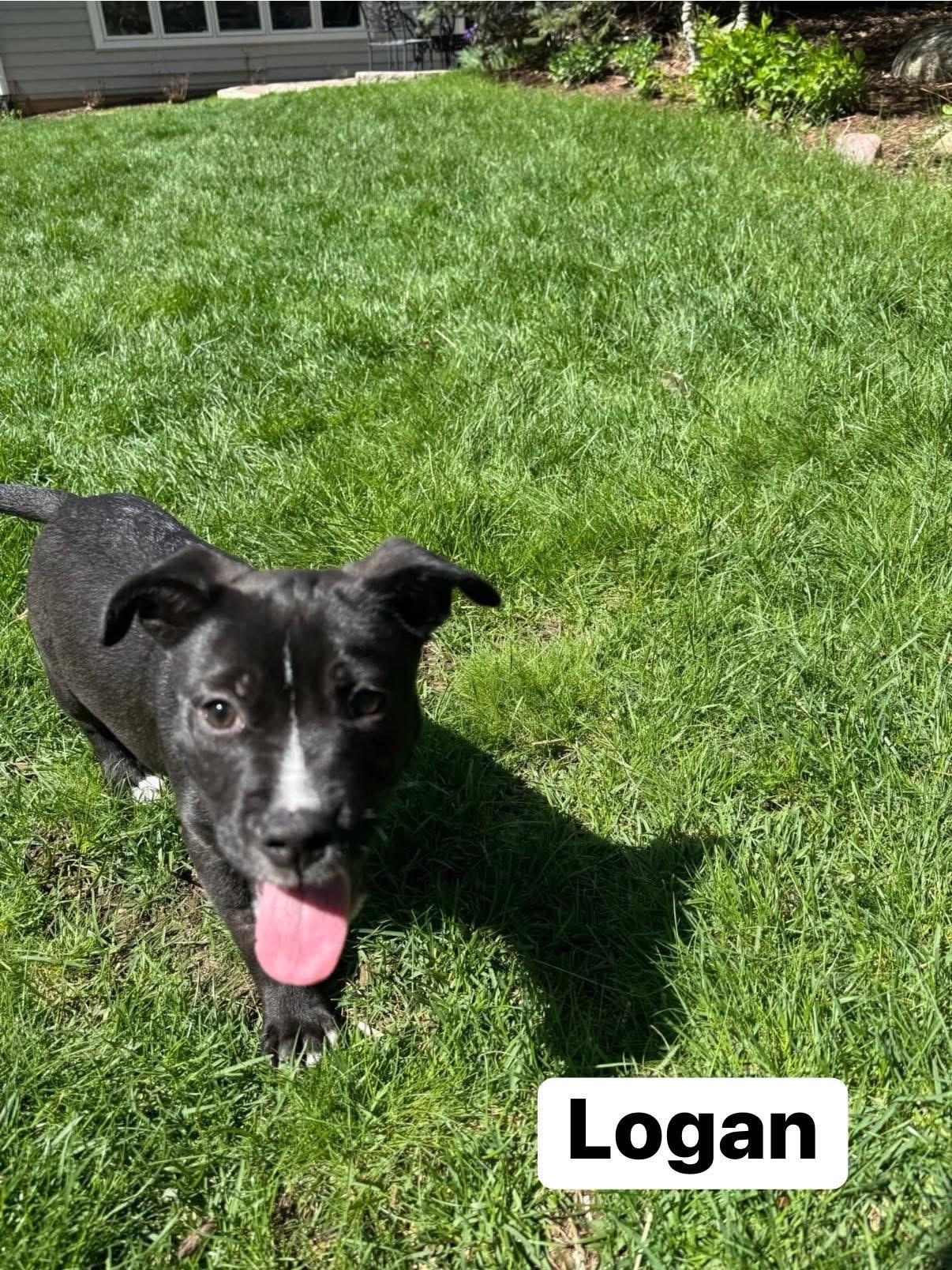 Enlarge Logan, a ADOPTABLE mixed breed in Elburn, IL image 6/6