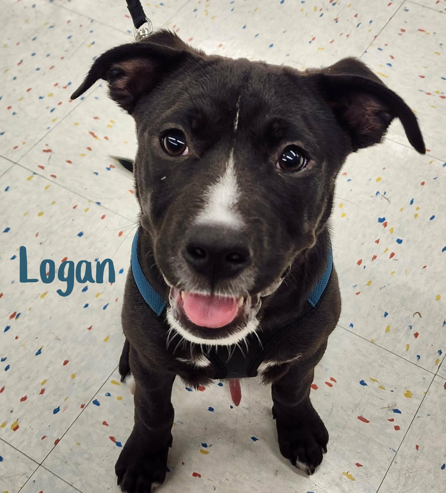 Enlarge Logan, a ADOPTABLE mixed breed in Elburn, IL image 4/6