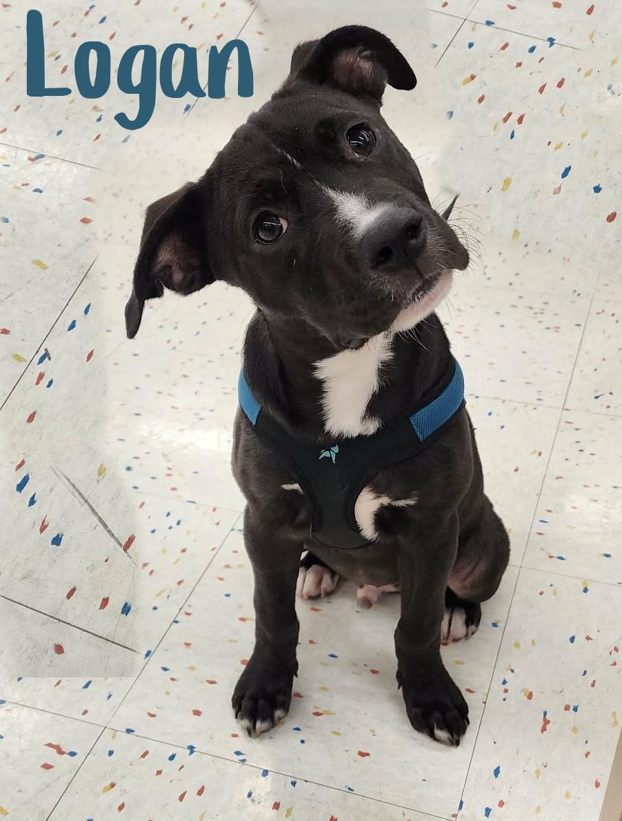 Enlarge Logan, a ADOPTABLE mixed breed in Elburn, IL image 1/6