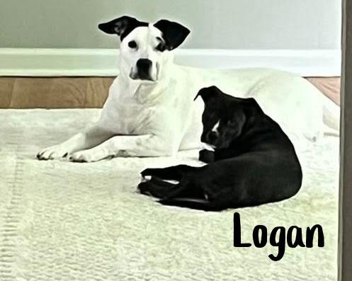 Enlarge Logan, a ADOPTABLE mixed breed in Elburn, IL image 5/6