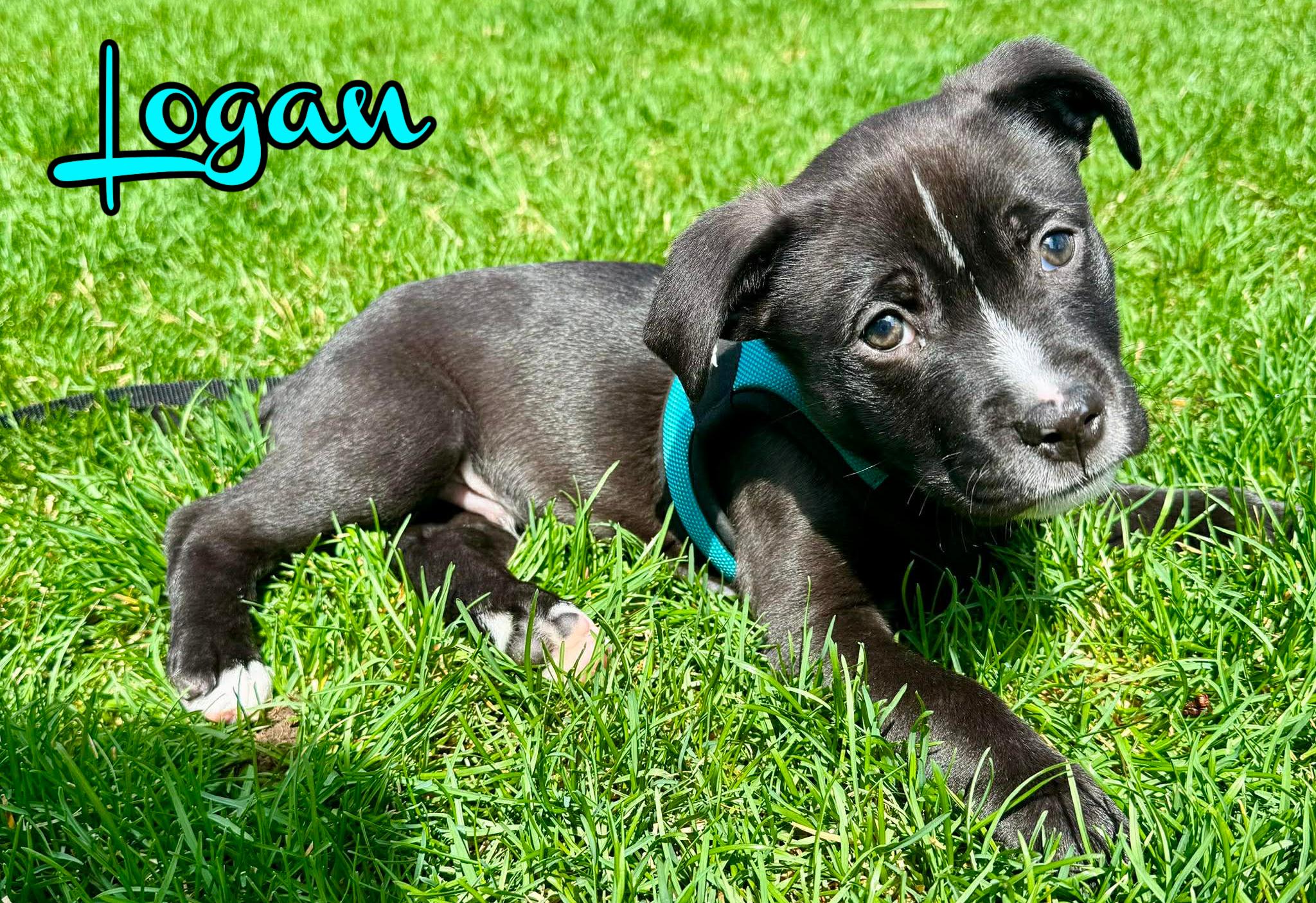 Logan, ADOPTABLE, Puppy Male Labrador Retriever.