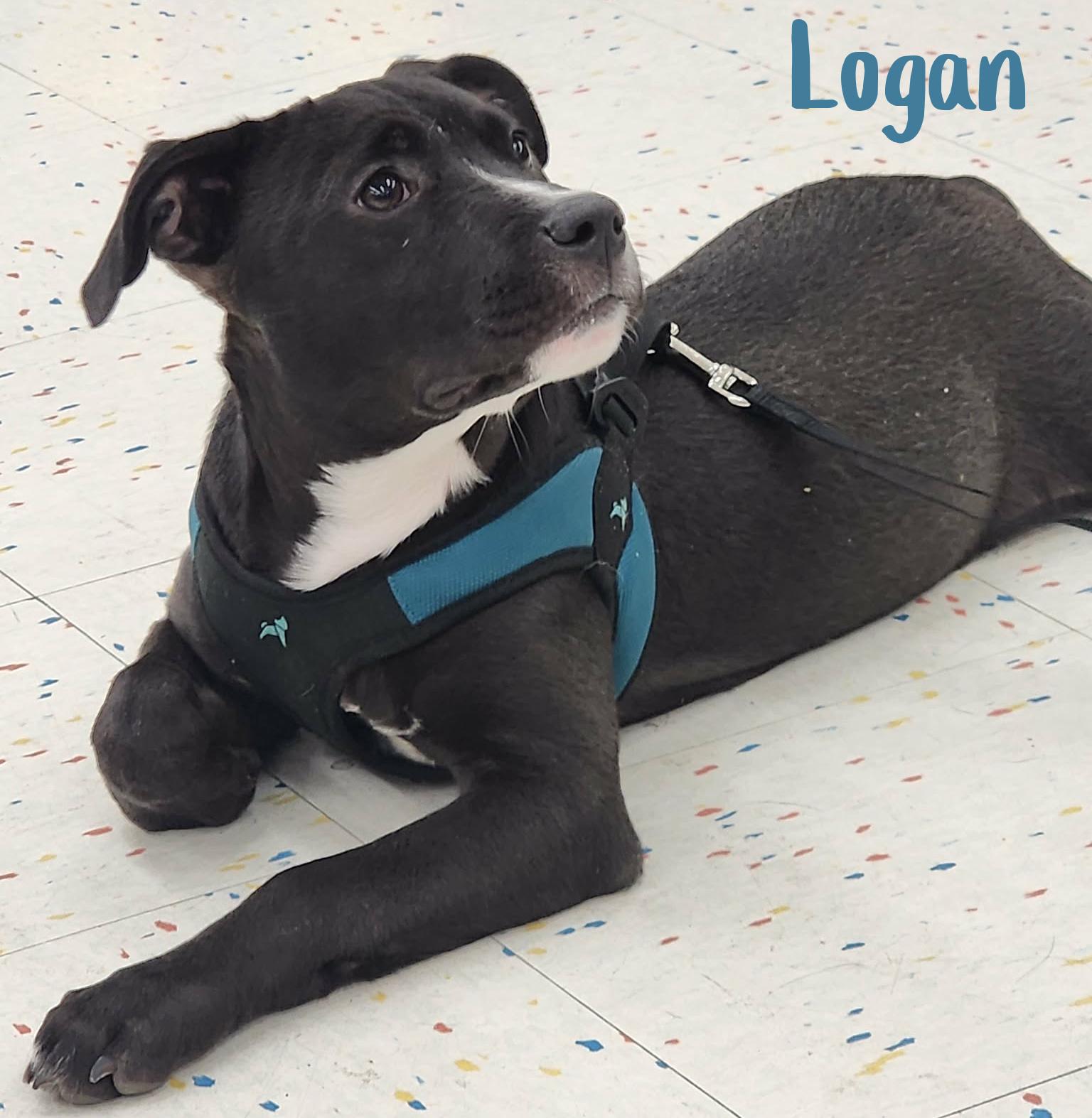 Enlarge Logan, a ADOPTABLE mixed breed in Elburn, IL image 2/6