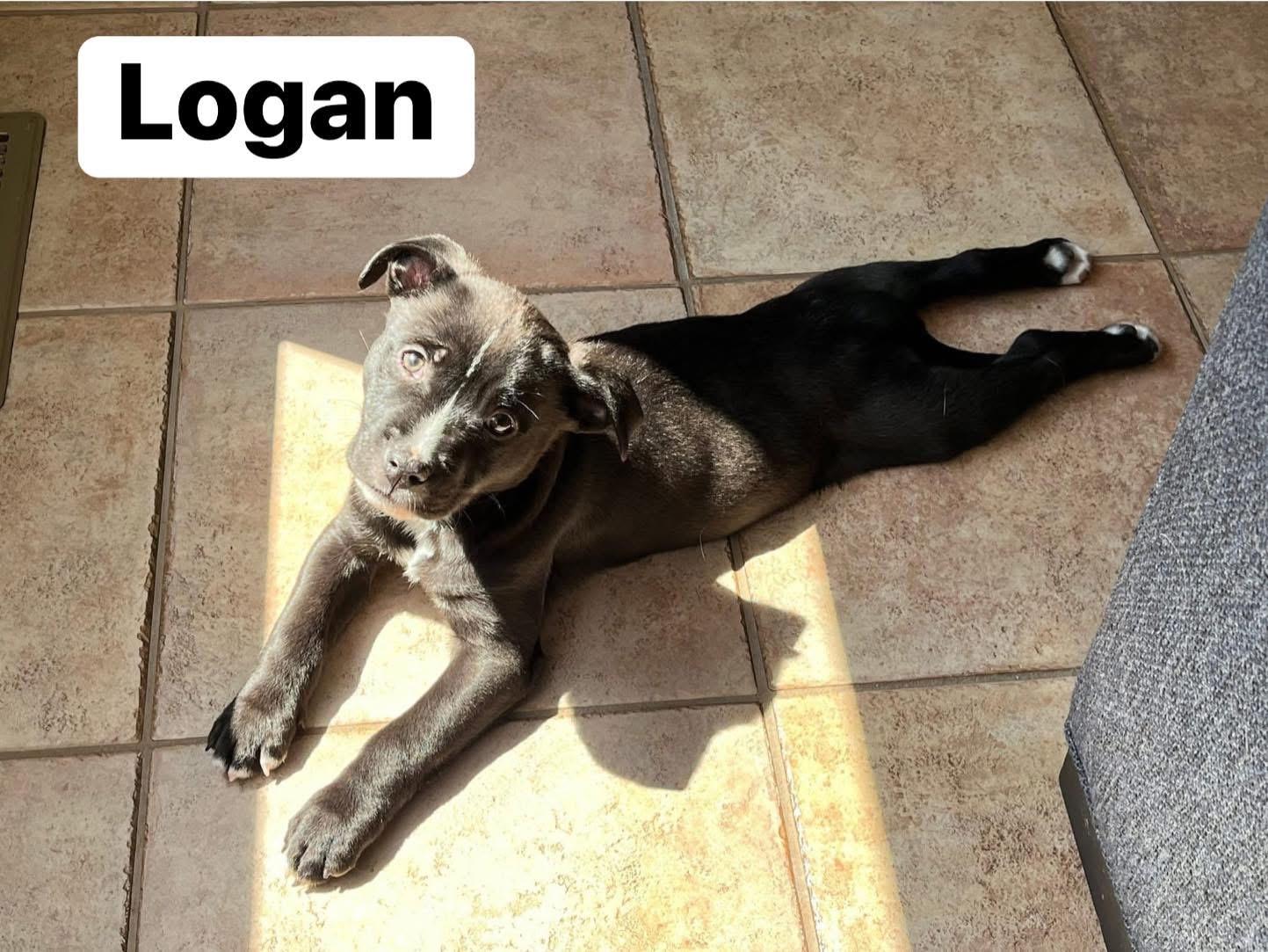 Enlarge Logan, a ADOPTABLE mixed breed in Elburn, IL image 3/6