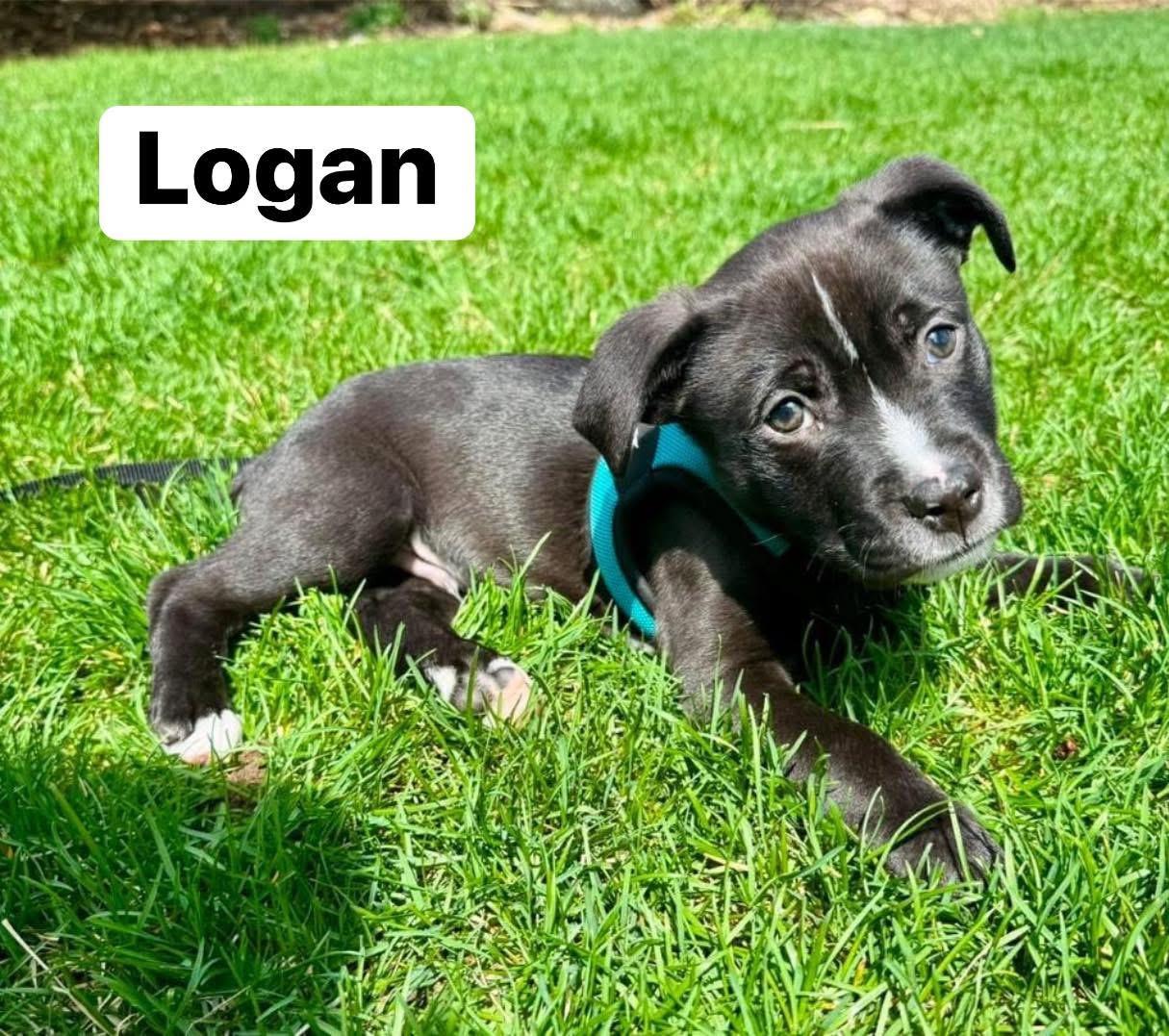 Enlarge Logan, a ADOPTABLE mixed breed in Elburn, IL image 4/6