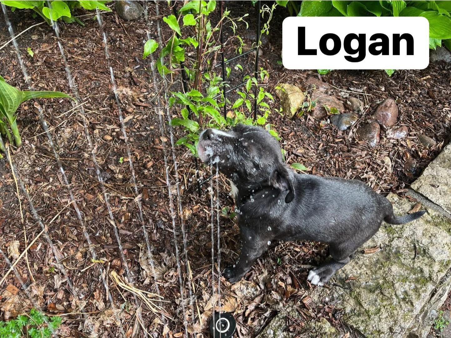 Enlarge Logan, a ADOPTABLE mixed breed in Elburn, IL image 5/6