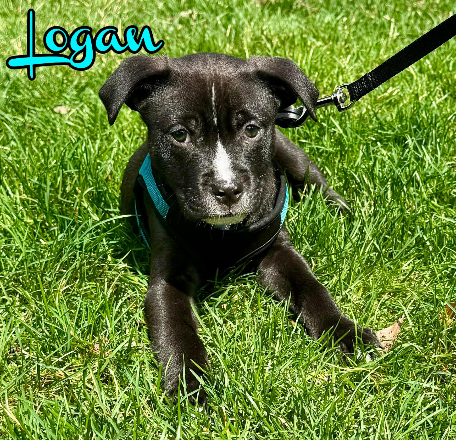 Enlarge Logan, a ADOPTABLE mixed breed in Elburn, IL image 3/5
