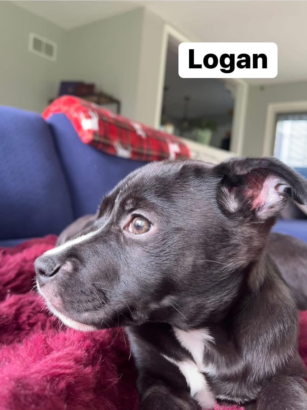Enlarge Logan, a ADOPTABLE mixed breed in Elburn, IL image 2/6