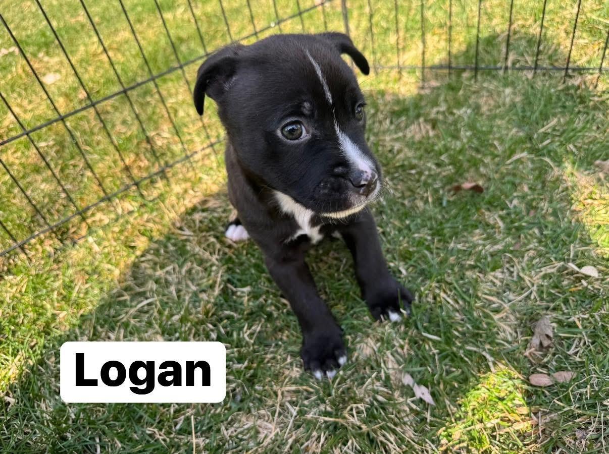 Enlarge Logan, a ADOPTABLE mixed breed in Elburn, IL image 2/5
