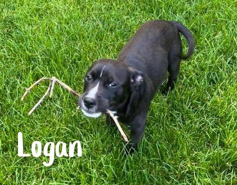 Enlarge Logan, a ADOPTABLE mixed breed in Elburn, IL image 6/6