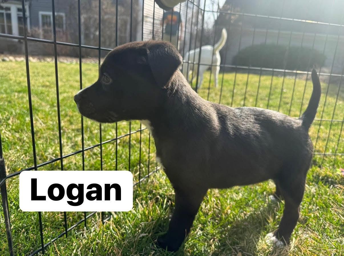 Enlarge Logan, a ADOPTABLE mixed breed in Elburn, IL image 4/5
