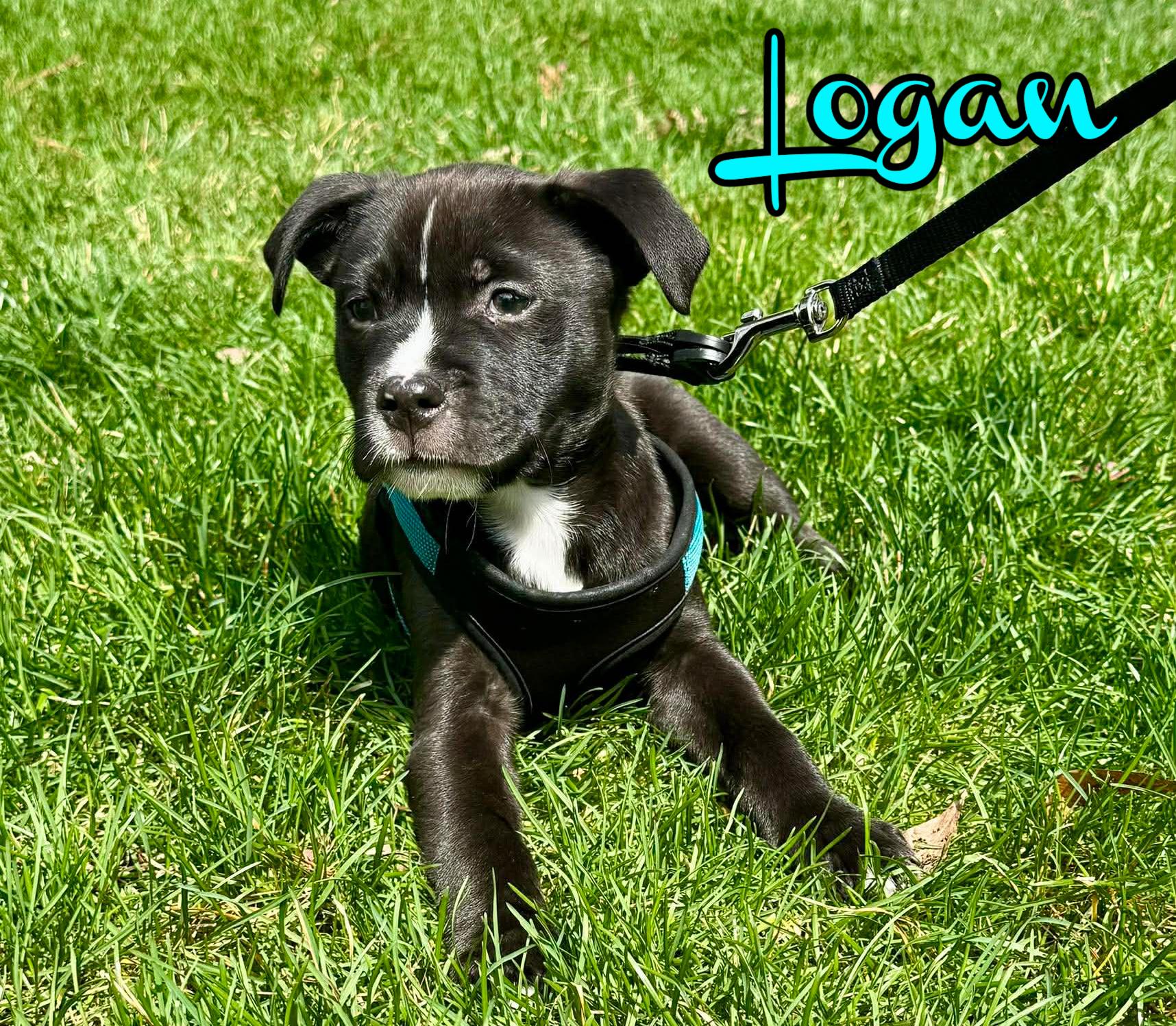 Enlarge Logan, a ADOPTABLE mixed breed in Elburn, IL image 5/5
