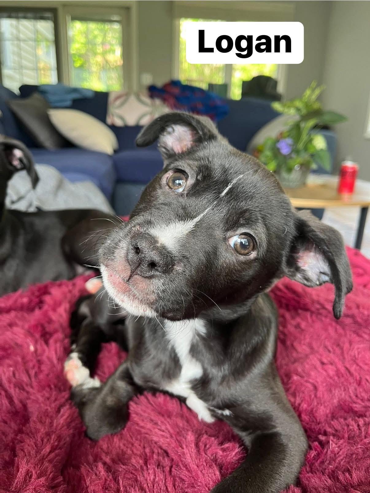 Enlarge Logan, a ADOPTABLE mixed breed in Elburn, IL image 1/6