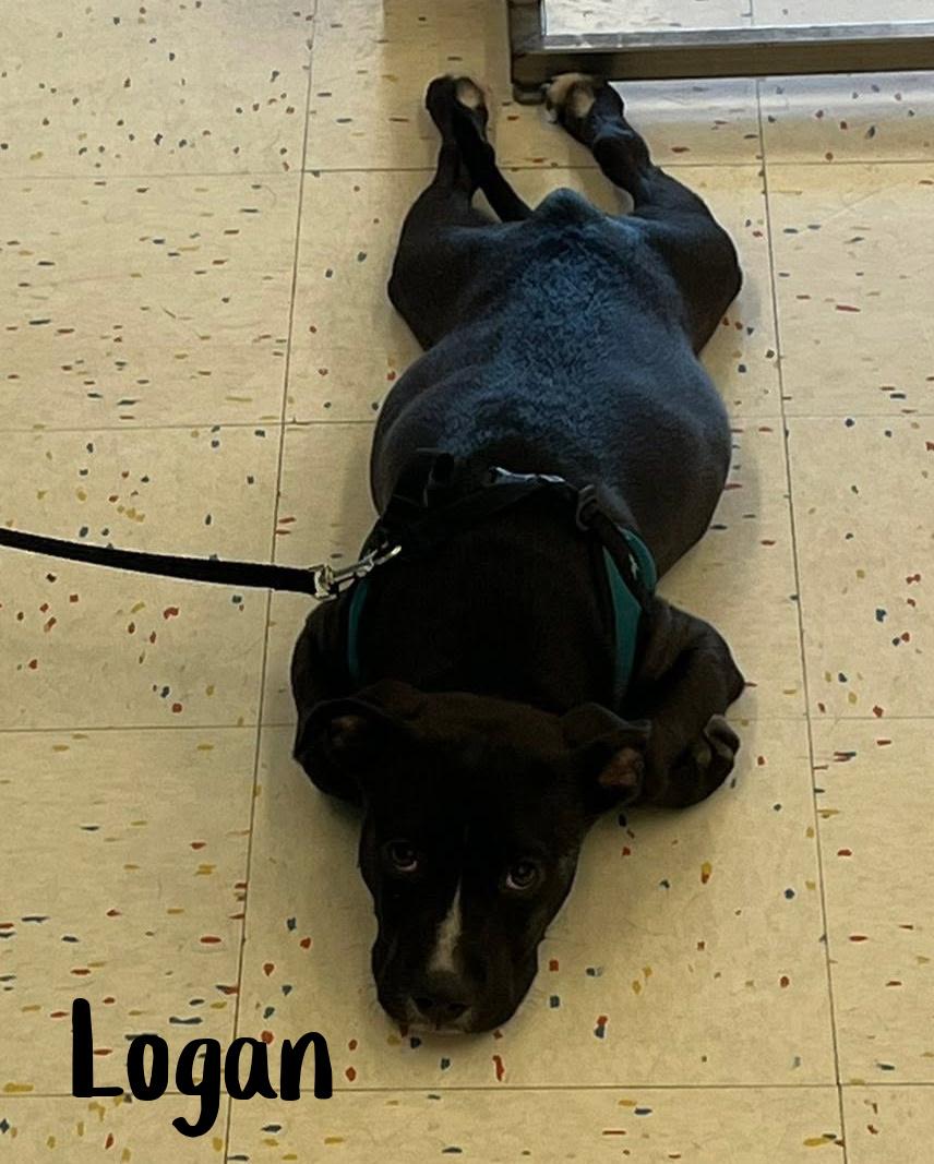 Enlarge Logan, a ADOPTABLE mixed breed in Elburn, IL image 3/6