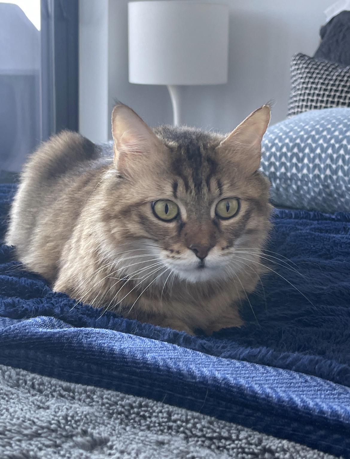 Enlarge Alexandria, a Adoptable Domestic Long Hair in Toronto, ON image 1/6