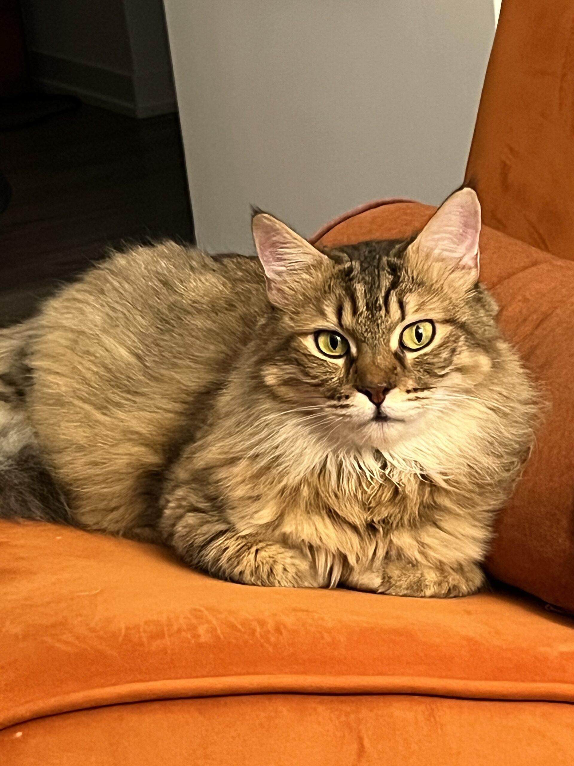 Alexandria, Adoptable, Young Female Domestic Long Hair.